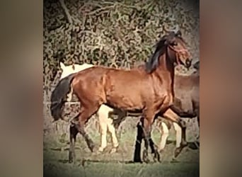 PRE, Mare, 1 year, 16 hh, Brown