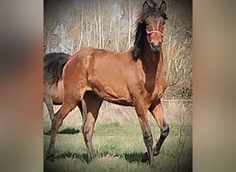 PRE, Mare, 1 year, 16 hh, Brown