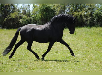 PRE Mix, Mare, 1 year, 16 hh, Brown-Light
