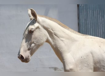 PRE Mix, Mare, 1 year, 16 hh, Cremello