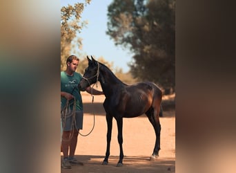 PRE, Mare, 1 year, 16 hh, Grey