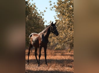 PRE, Mare, 1 year, 16 hh, Grey