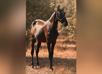 PRE, Mare, 1 year, 16 hh, Grey