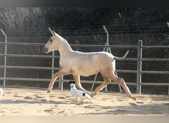 PRE Mix, Mare, 1 year, 16 hh, Palomino