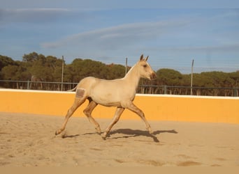 PRE Mix, Mare, 1 year, 16 hh, Palomino