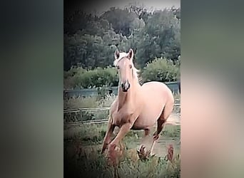 PRE, Mare, 1 year, 16 hh, Palomino