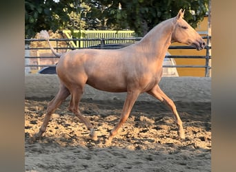 PRE Mix, Mare, 1 year, 16 hh, Palomino