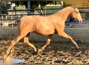 PRE Mix, Mare, 1 year, 16 hh, Palomino