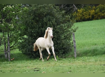 PRE Mix, Mare, 1 year, 16 hh, Pearl