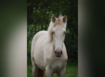 PRE Mix, Mare, 1 year, 16 hh, Pearl