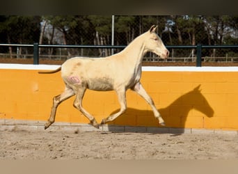 PRE, Mare, 1 year, 16 hh, Perlino