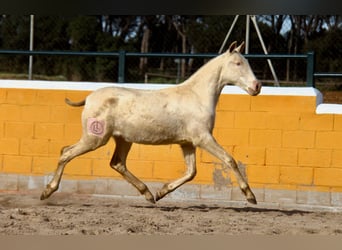 PRE, Mare, 1 year, 16 hh, Perlino