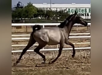 PRE Mix, Mare, 1 year, 16,1 hh, Grey
