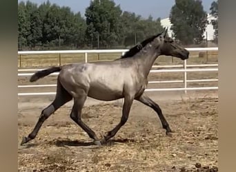 PRE Mix, Mare, 1 year, 16,1 hh, Grey