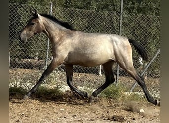 PRE Mix, Mare, 1 year, 16,1 hh, Grey