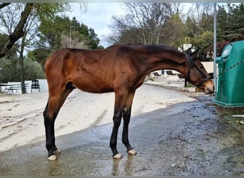 PRE Mix, Mare, 1 year, 17 hh, Bay-Dark