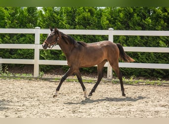 PRE, Mare, 1 year, Bay-Dark