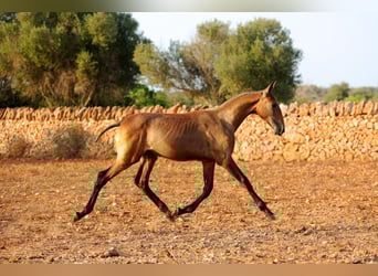 PRE Mix, Mare, 1 year, Bay-Dark