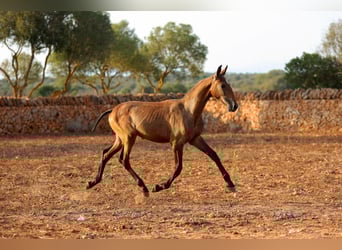 PRE Mix, Mare, 1 year, Bay-Dark