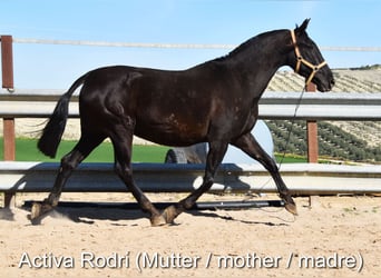 PRE, Mare, 1 year, Black