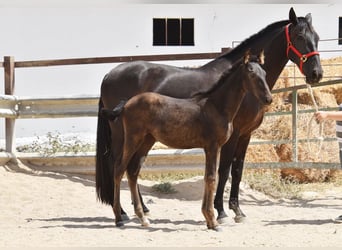 PRE, Mare, 1 year, Black