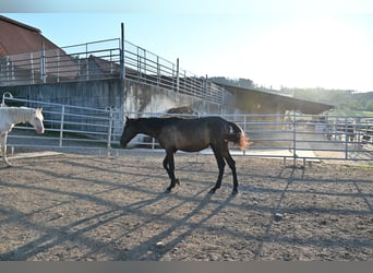 PRE, Mare, 1 year, Black