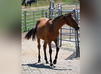 PRE, Mare, 1 year