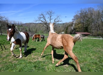 PRE Mix, Mare, 1 year