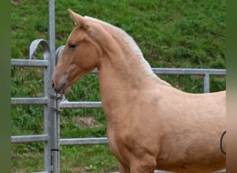 PRE Mix, Mare, 1 year