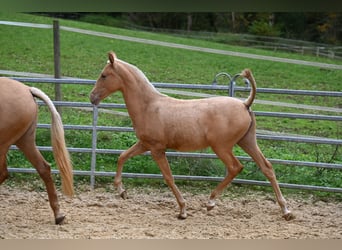 PRE Mix, Mare, 1 year