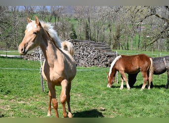 PRE Mix, Mare, 1 year