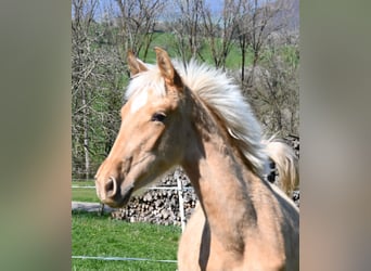 PRE Mix, Mare, 1 year