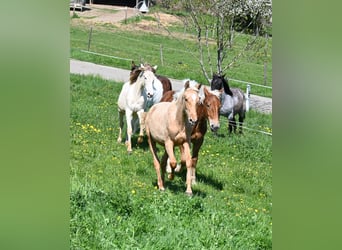PRE Mix, Mare, 1 year
