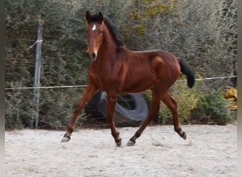 PRE, Mare, 1 year, Brown