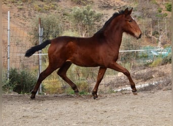 PRE, Mare, 1 year, Brown