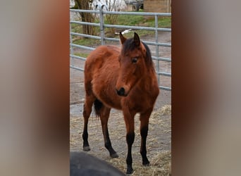 PRE, Mare, 1 year, Brown