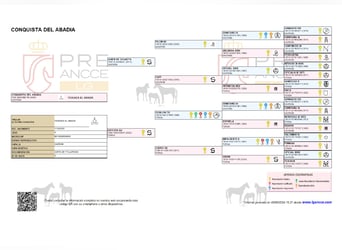 PRE Mix, Mare, 1 year, Brown