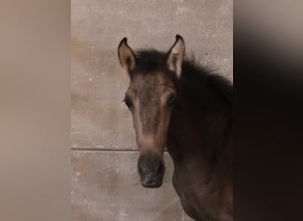 PRE, Mare, 1 year, Buckskin