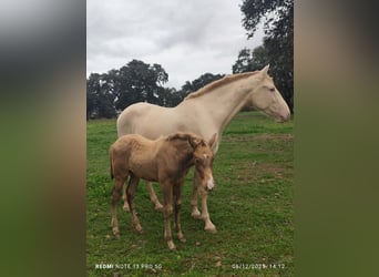 PRE, Mare, 1 year, Champagne