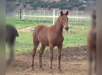 PRE Mix, Mare, 1 year, Chestnut-Red