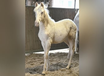 PRE Mix, Mare, 1 year, Cremello