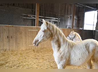 PRE Mix, Mare, 1 year, Cremello