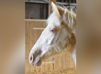PRE Mix, Mare, 1 year, Cremello