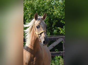 PRE Mix, Mare, 1 year, Gray