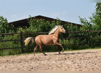 PRE Mix, Mare, 1 year, Gray