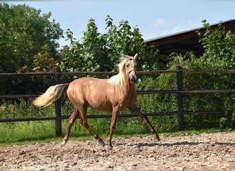 PRE Mix, Mare, 1 year, Gray