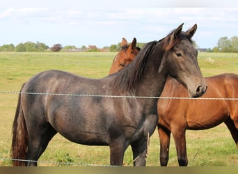 PRE, Mare, 1 year, Gray