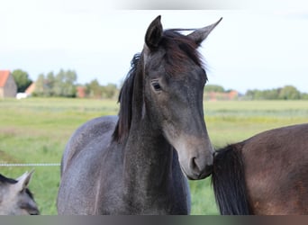 PRE, Mare, 1 year, Gray