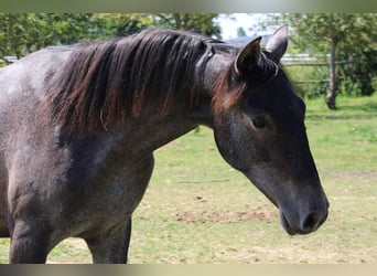 PRE, Mare, 1 year, Gray