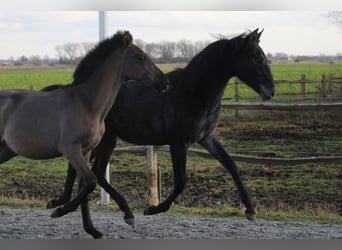 PRE, Mare, 1 year, Gray